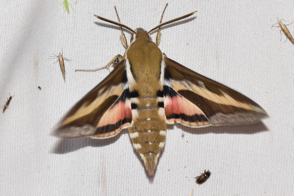 Hyles gallii - galajszender