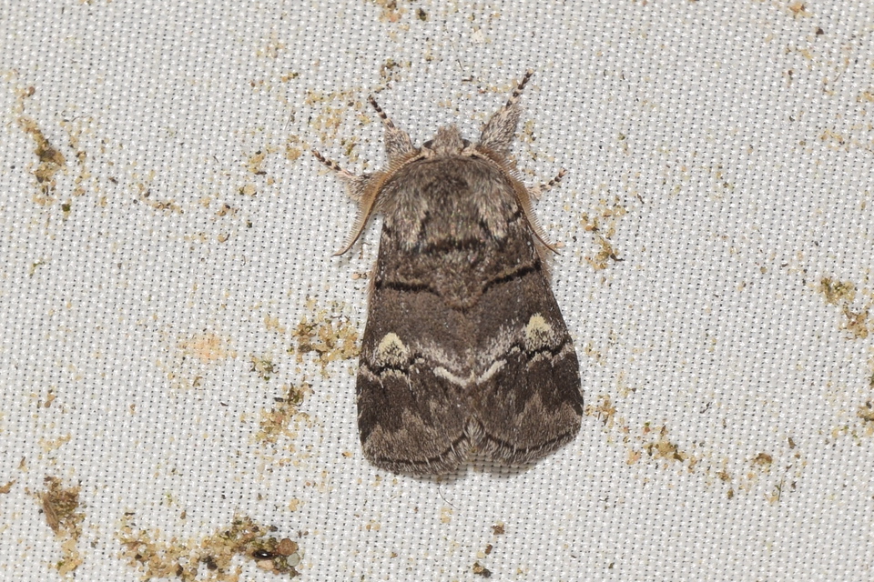 Drymonia querna - tölgyfa-púposszövő