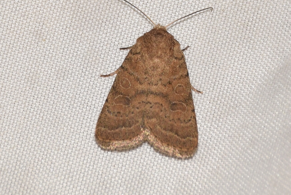 Hoplodrina octogenaria - barna selymesbagoly