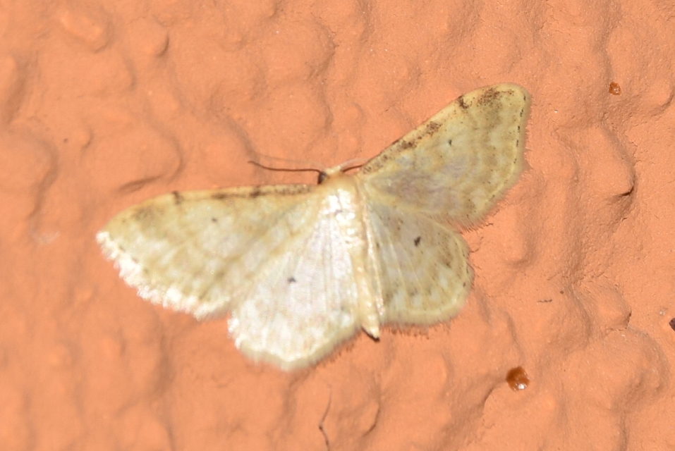 Idaea fuscovenosa - szürkeszélű apróaraszoló