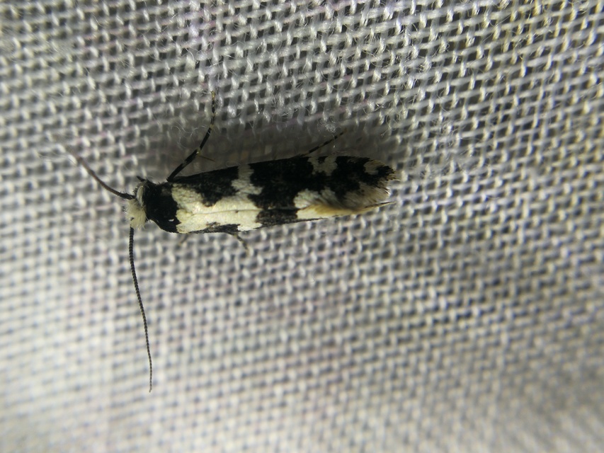 Neurothaumasia ankerella - magyarmoly