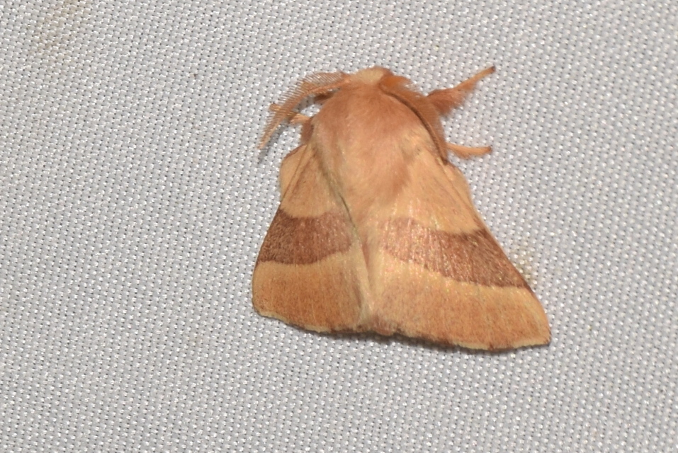 Malacosoma neustria - gyűrűsszövő