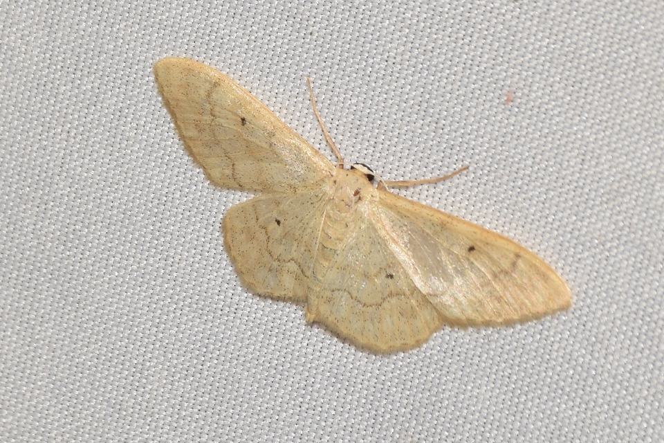 Idaea straminata - szalmasárga sávosaraszoló