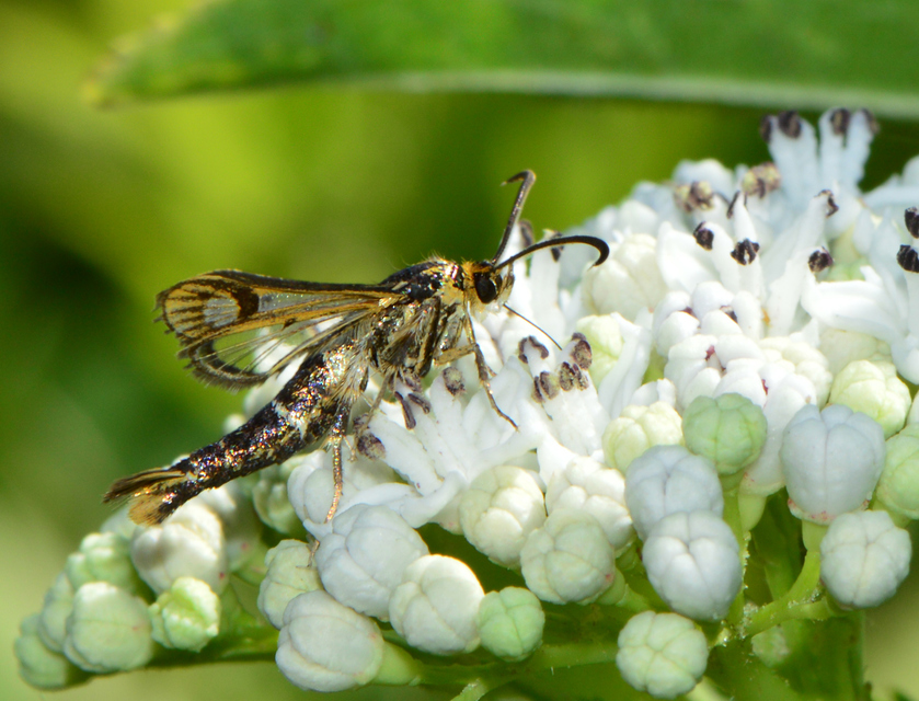 Sesiidae - szitkárfélék