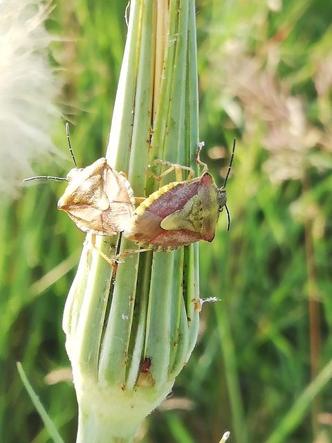 Carpocoris Carpocoris