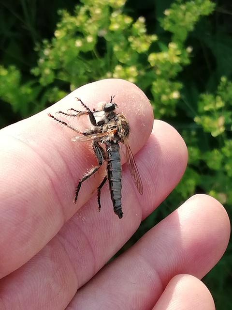 Asilidae - rablólégyfélék