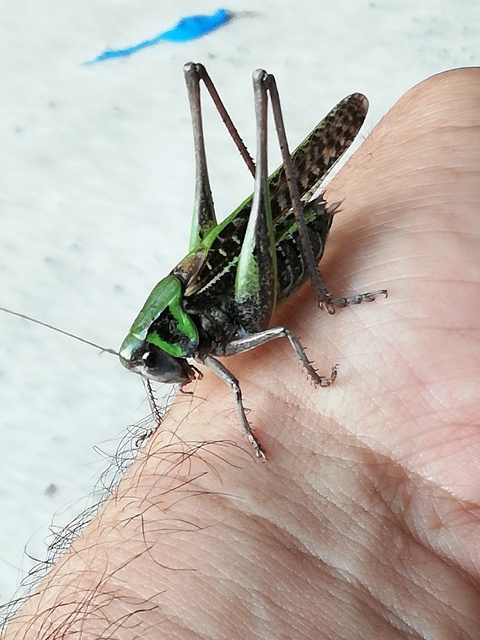 Decticus verrucivorus - szemölcsevő szöcske