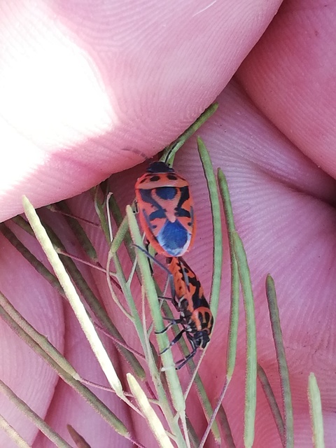 Eurydema ornata - díszespoloska Eurydema ornata - díszespoloska