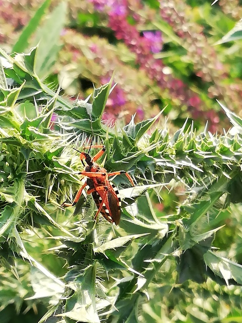 Rhynocoris iracundus - közönséges gyilkospoloska