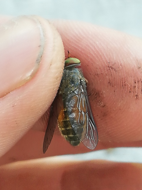 Hybomitra