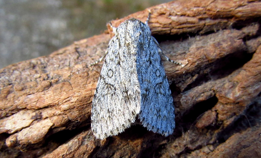 Acronicta aceris - vadgesztenye-szigonyosbagoly