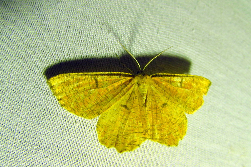 Angerona prunaria - sárga kökényaraszoló