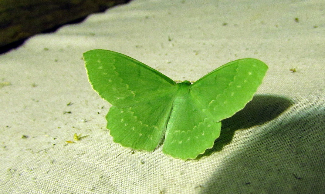Geometra papilionaria - nagy zöldaraszoló
