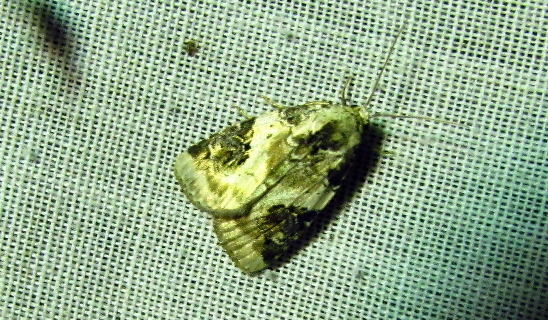 Pseudeustrotia candidula - fehéres apróbagoly