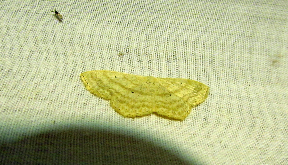 Scopula nigropunctata - feketepettyes araszoló
