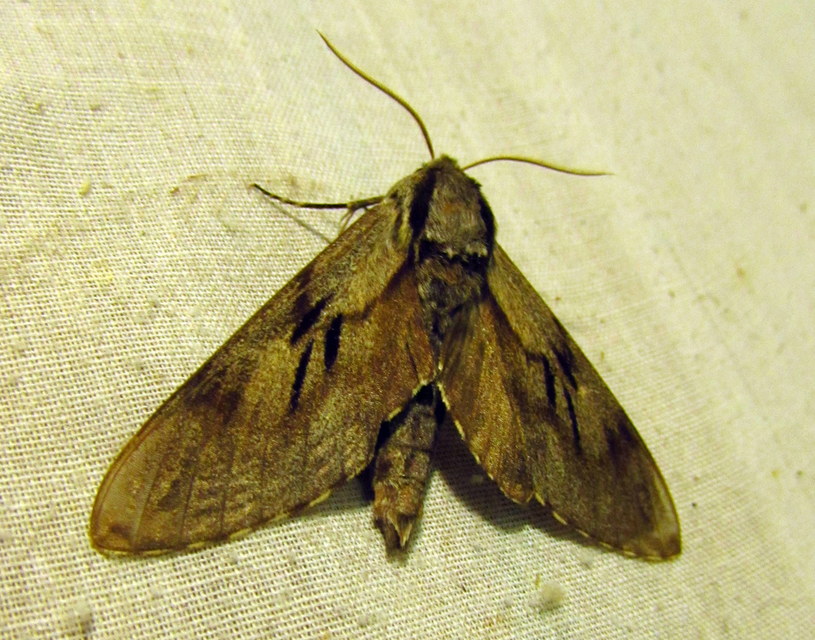 Hyloicus pinastri - fenyőszender