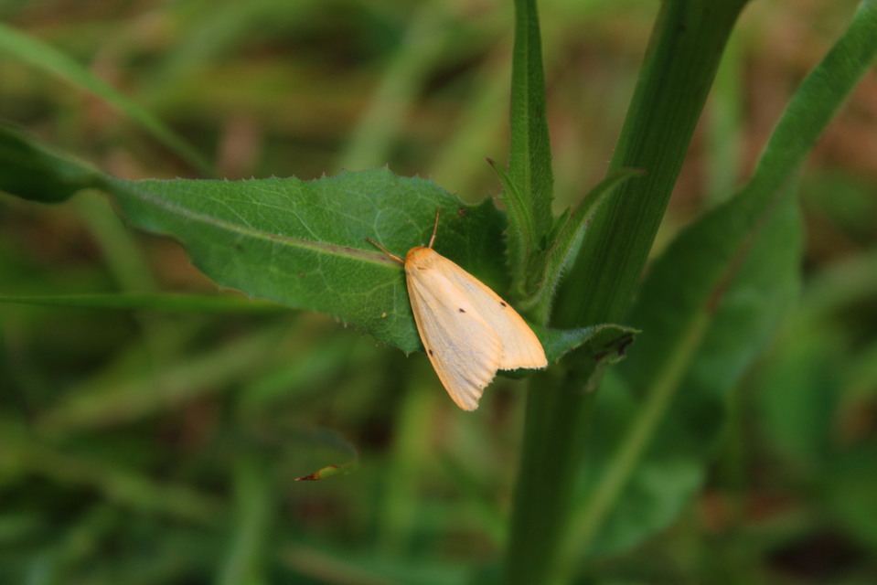 Cybosia mesomella - csontszínű molyszövő