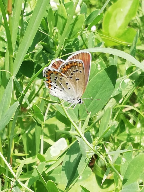 Plebejus argyrognomon - tintakék boglárka