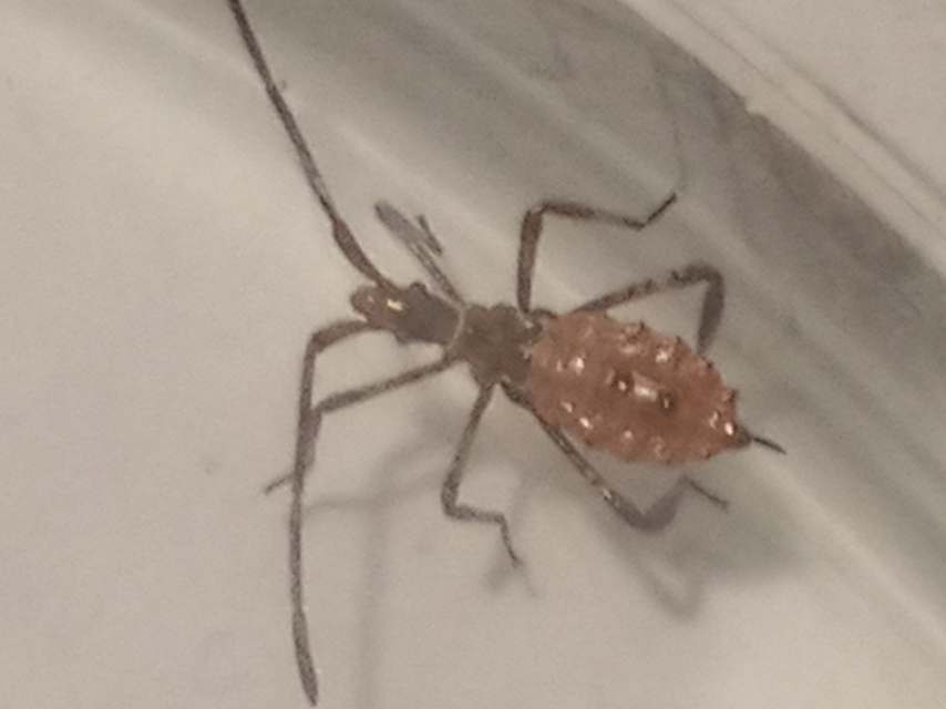 Leptoglossus occidentalis - nyugati levéllábú poloska
