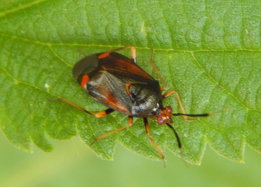 Deraeocoris ruber - vöröses mezeipoloska