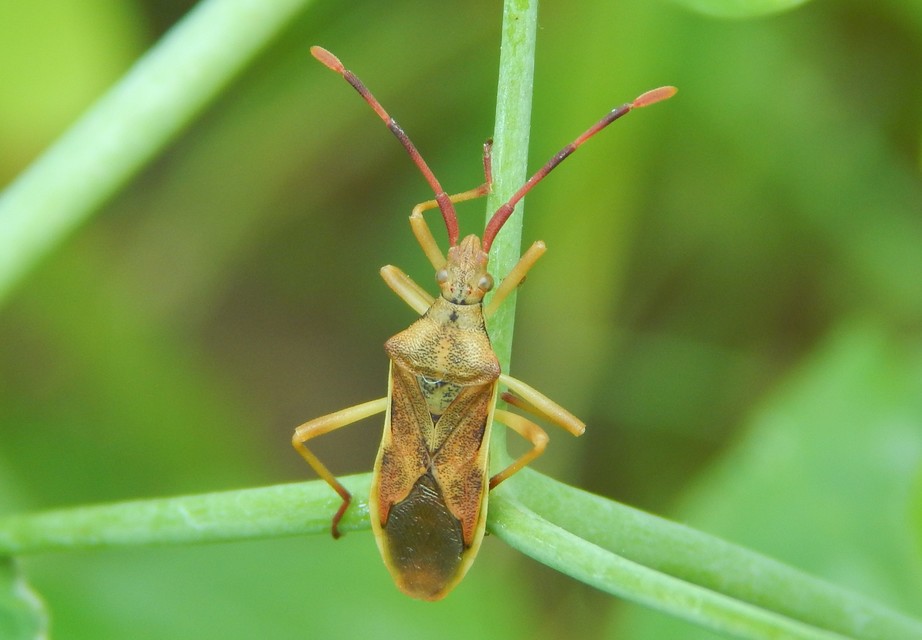Gonocerus juniperi - boróka-karimáspoloska