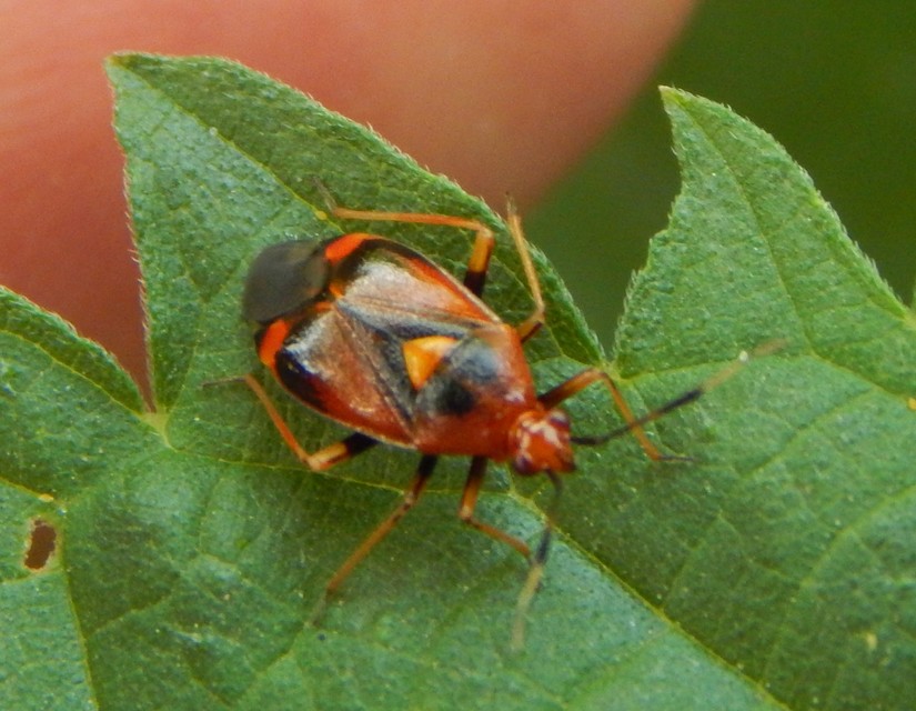 Deraeocoris ruber - vöröses mezeipoloska