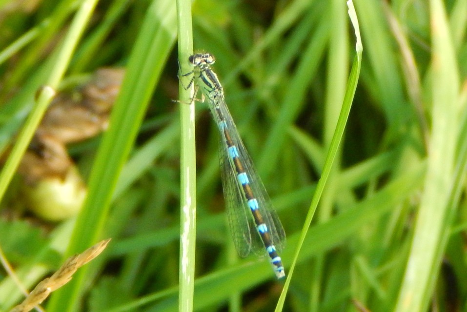 Coenagrion ornatum - díszes légivadász
