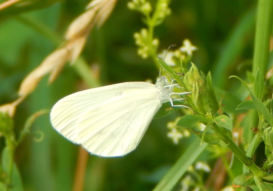 Leptidea sinapis - mustárlepke