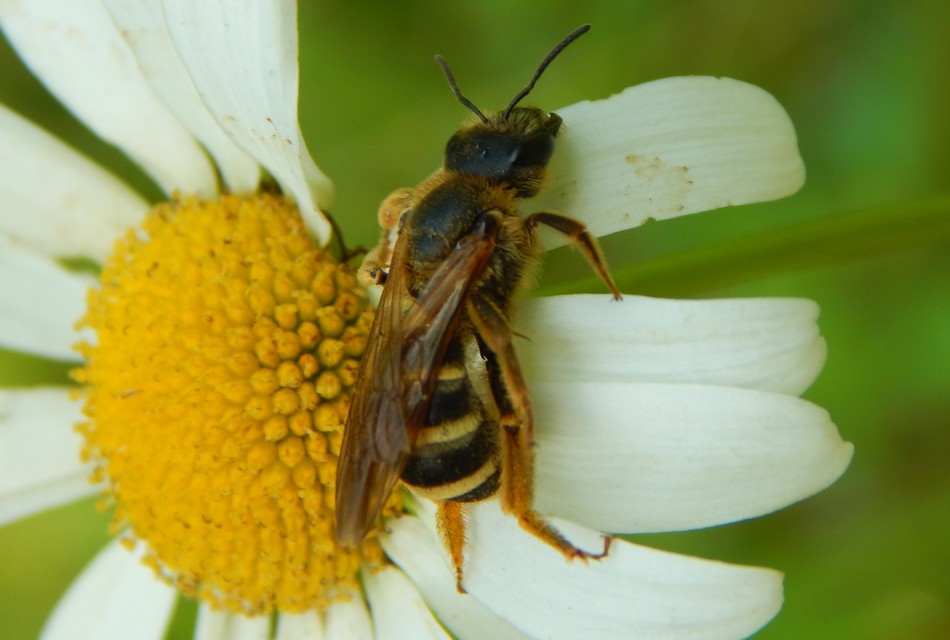 Hymenoptera - Hártyásszárnyúak