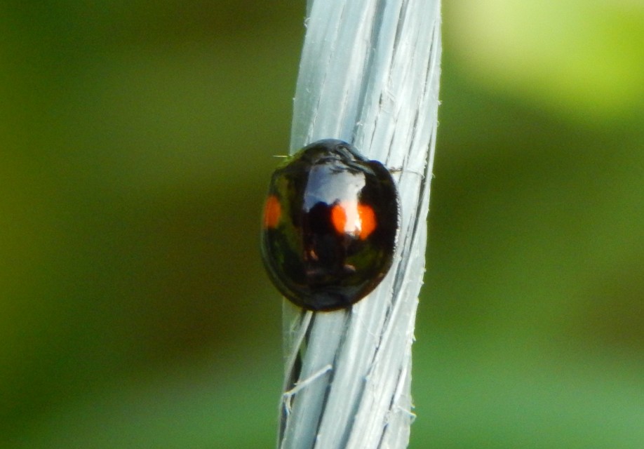 Chilocorus renipustulatus - vesefoltos szerecsenkata