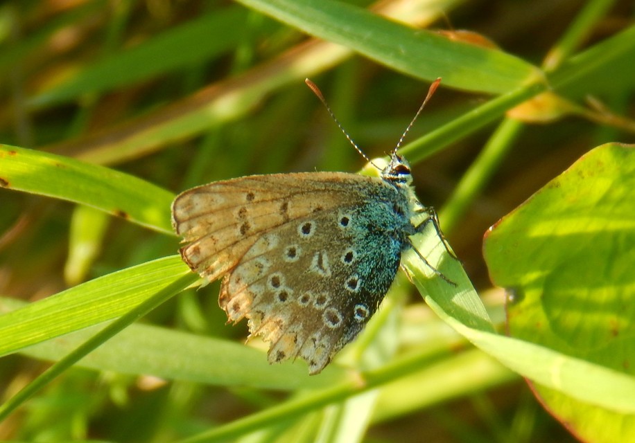 Polyommatus icarus - közönséges boglárka