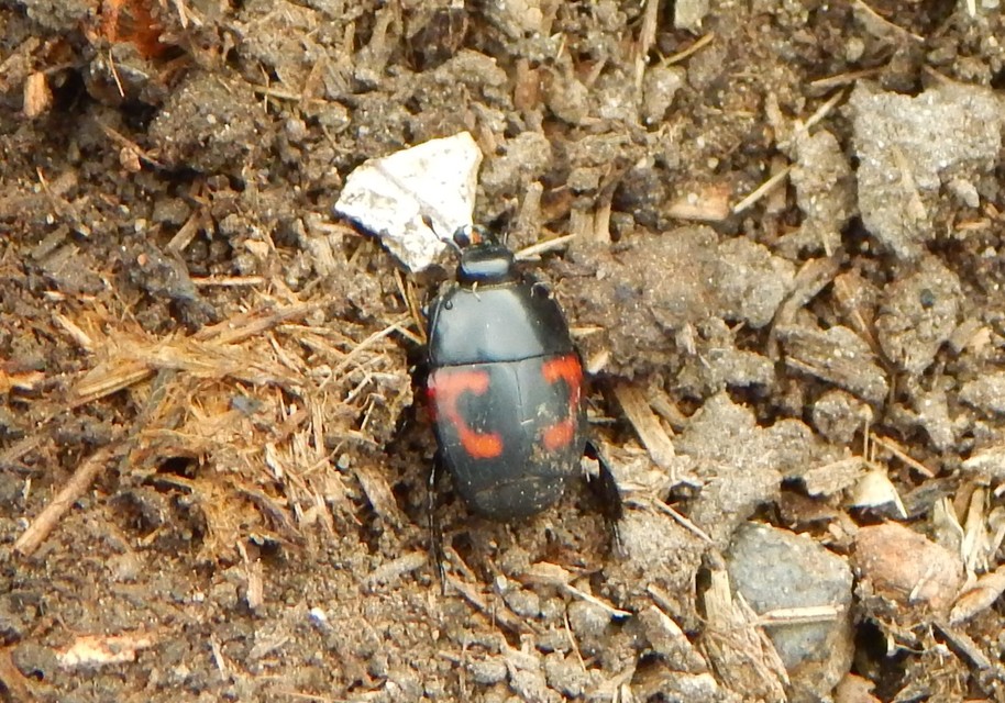 Hister quadrimaculatus - közönséges sutabogár