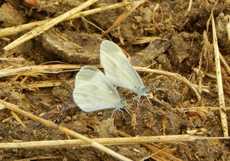 Leptidea sinapis - mustárlepke