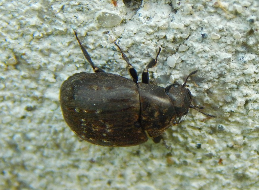 Byrrhus pilula - közönséges labdacsbogár