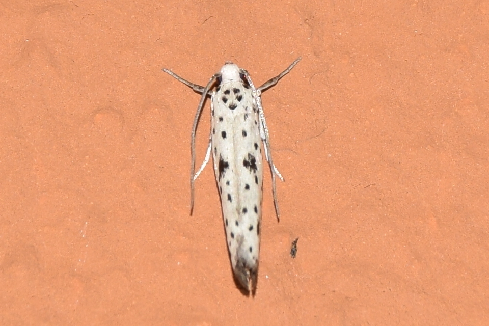 Yponomeuta plumbella - pókhálós bengemoly