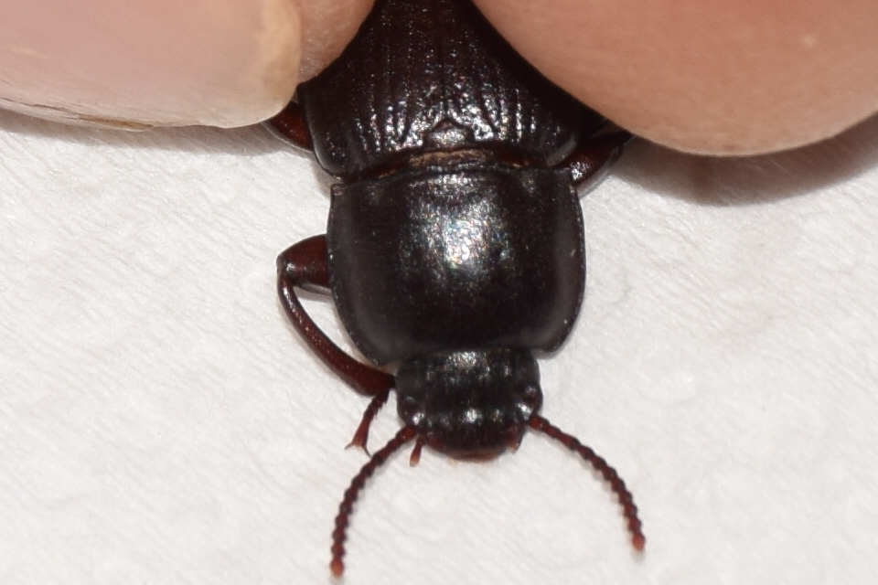 Tenebrio molitor - közönséges lisztbogár