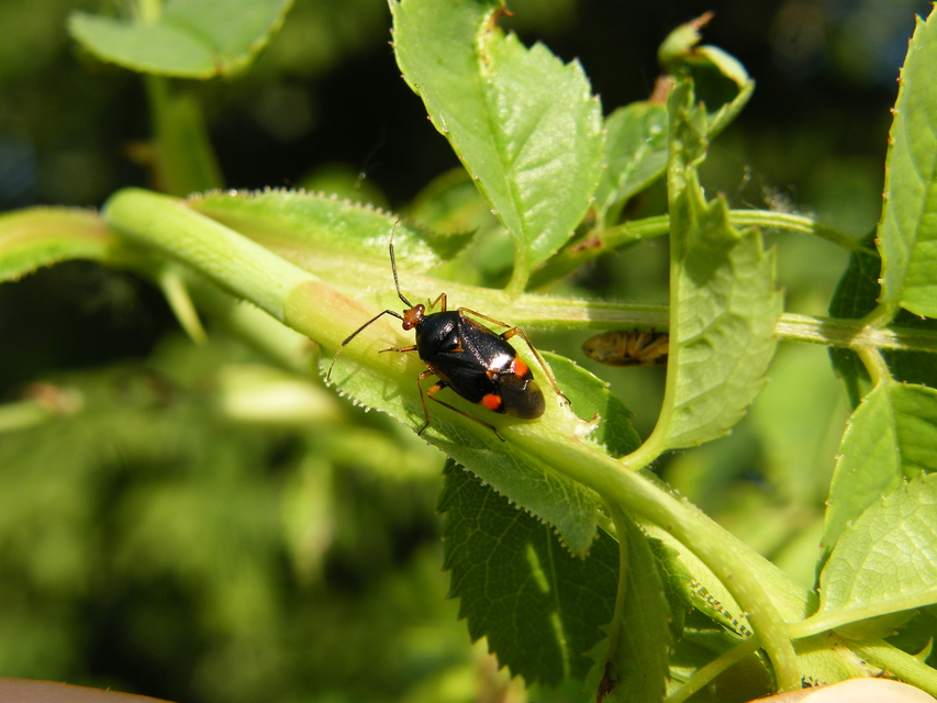 Deraeocoris ruber - vöröses mezeipoloska