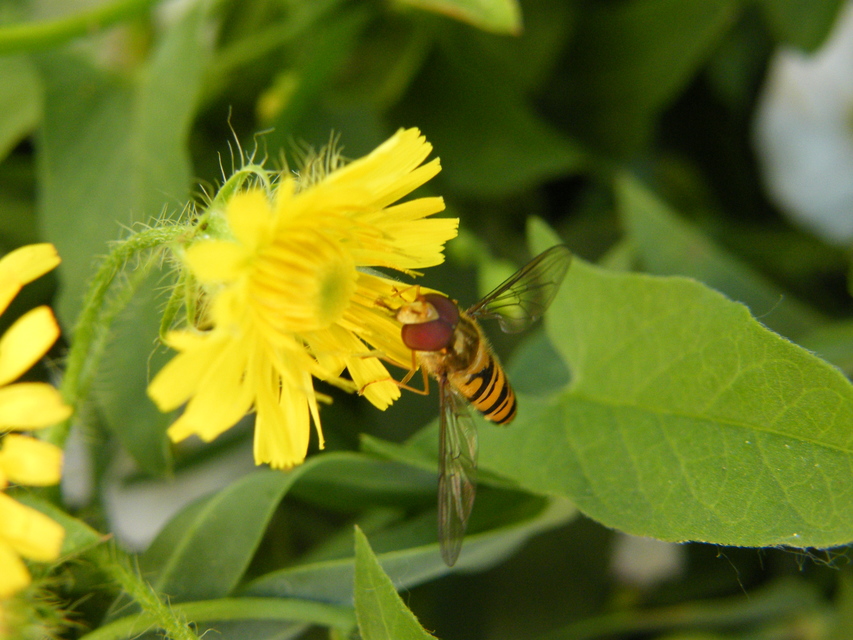 Episyrphus balteatus - ékfoltos zengőlégy