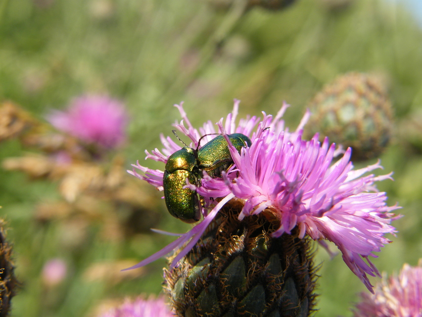 Cryptocephalus sericeus - nagy fészkesbogár