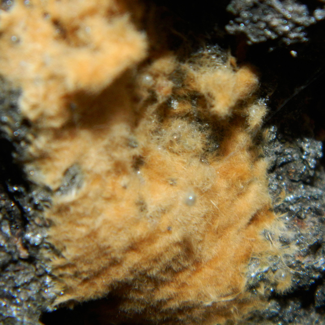 Lymantria dispar - gyapjaslepke