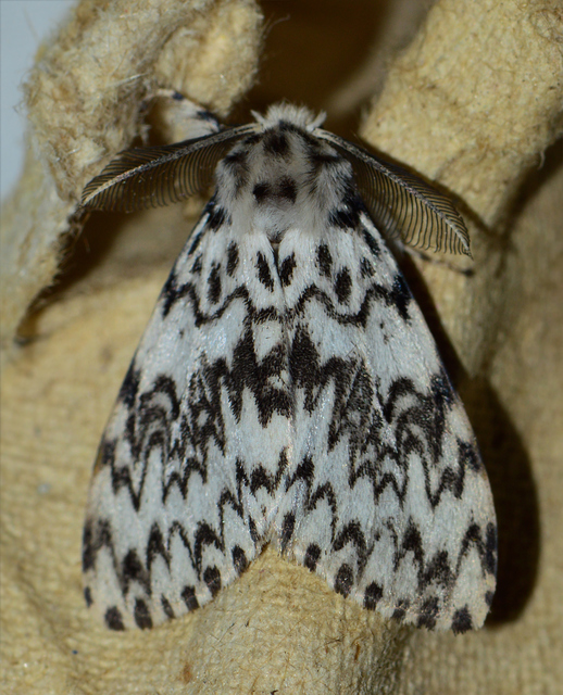 Lymantria monacha - apácalepke