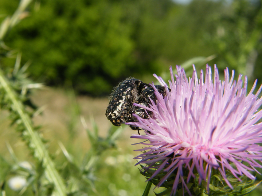Oxythyrea funesta - sokpettyes virágbogár
