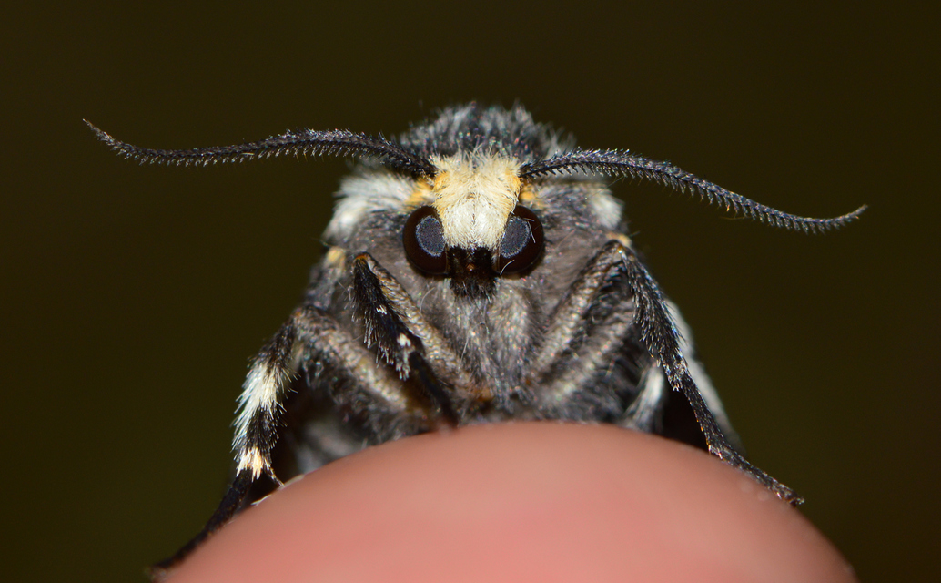 Lymantria monacha - apácalepke