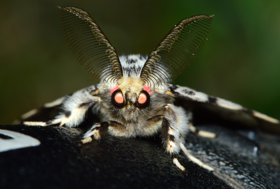Lymantria monacha - apácalepke