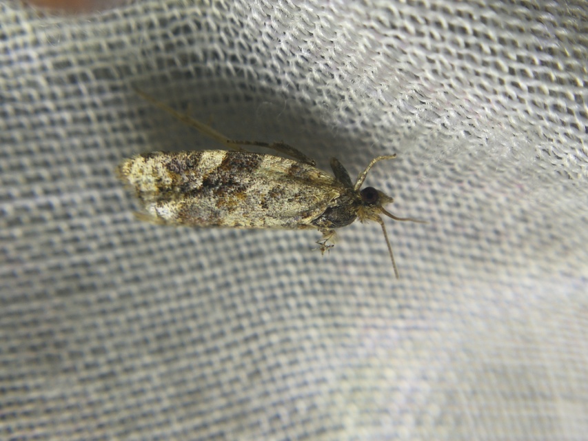 Argyrotaenia ljungiana - ékes sodrómoly