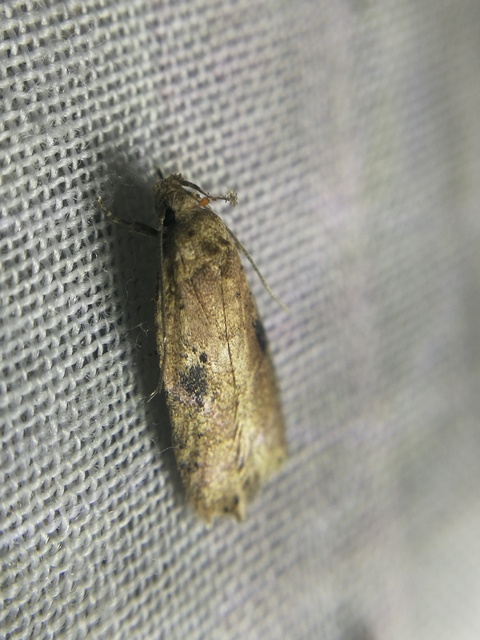 Agonopterix propinquella - aszatrágó laposmoly