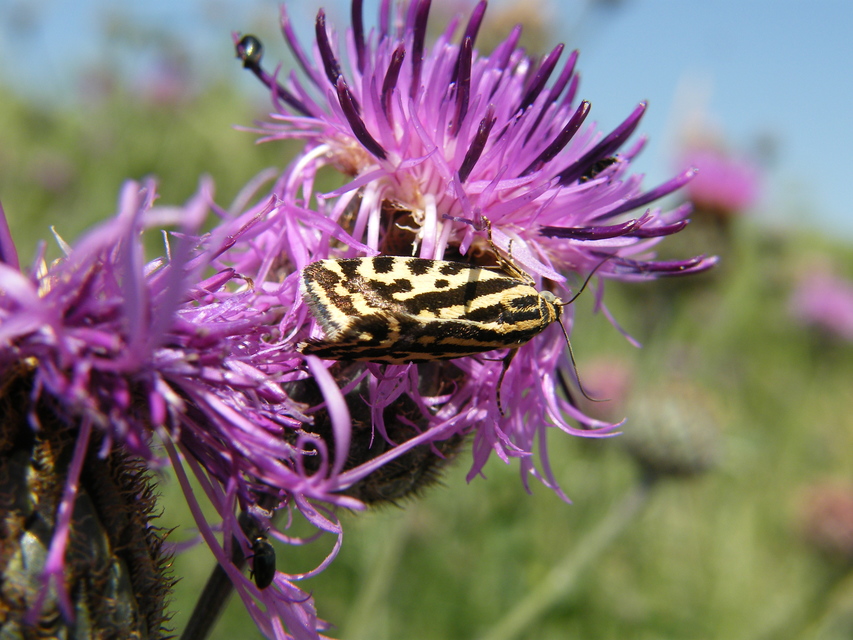 Emmelia trabealis - zebrabagoly
