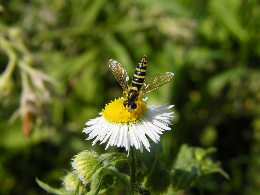 Sphaerophoria