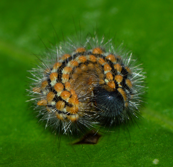 Pentophera morio - réti gyapjaslepke