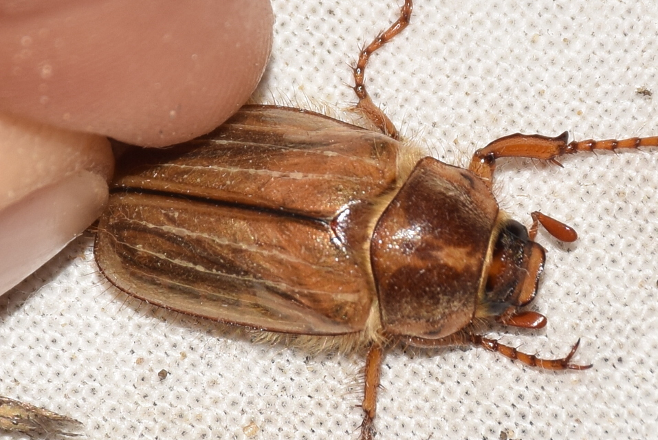 Amphimallon solstitiale - bordás sárgacserebogár